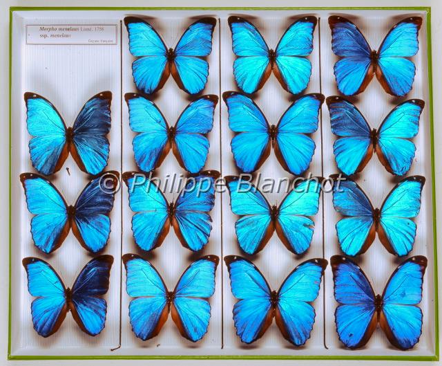 morphos collection.JPG - Morpho menelaus L. 1758Boîte de collection